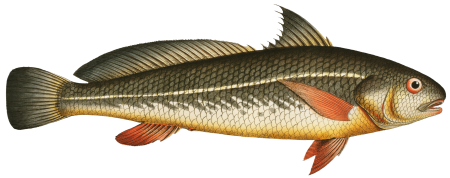 Karutt (Johnius Carutta) from Ichtylogie, ou Histoire naturelle: génerale et particuliére des poissons (1785–1797) by Marcus Elieser Bloch.