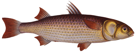 Tang (Mugil Tang) from Ichtylogie, ou Histoire naturelle: génerale et particuliére des poissons (1785–1797) by Marcus Elieser Bloch.