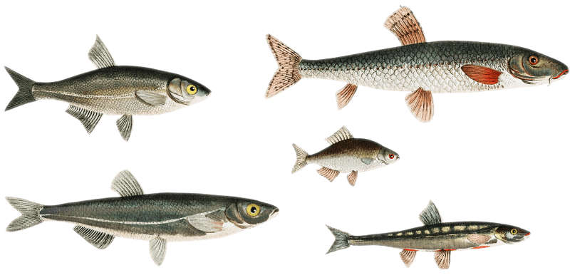 1. Sperlin (Cyprinus bipunctatus) 2. Bitter-Carp (Cyprinus Gobio) 3. Bitter-Carp (Cyprinus Amarus) 4. Bleak (Cyprinus Alburnus) 5. Minow (Cyprinus Phoxinus) from Ichtylogie, ou Histoire naturelle: génerale et particuliére des poissons (1785–1797) by Marcus Elieser Bloch.