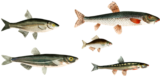 1. Sperlin (Cyprinus bipunctatus) 2. Bitter-Carp (Cyprinus Gobio) 3. Bitter-Carp (Cyprinus Amarus) 4. Bleak (Cyprinus Alburnus) 5. Minow (Cyprinus Phoxinus) from Ichtylogie, ou Histoire naturelle: génerale et particuliére des poissons (1785–1797) by Marcus Elieser Bloch.