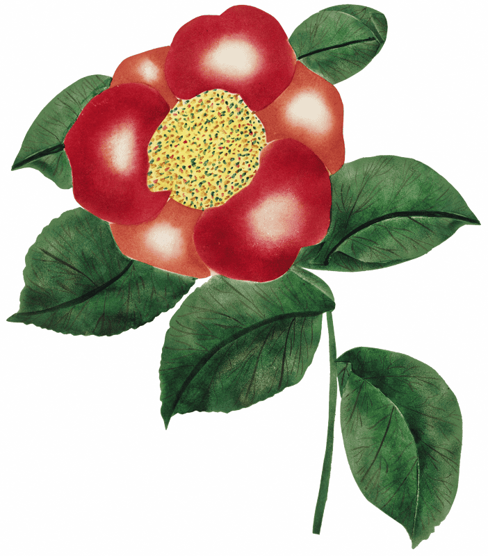 Chinese Flower by Mary Altha Nims (1817–1907).