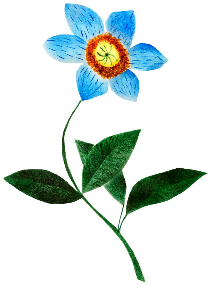 Star Flower by Mary Altha Nims (1817–1907).