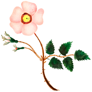 Wild Rose by Mary Altha Nims (1817–1907).