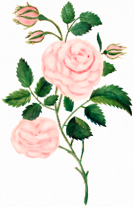 Damask Rose by Mary Altha Nims (1817–1907).