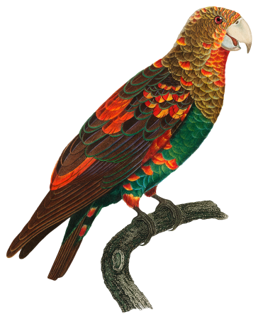 The Brown-Necked Parrot from Natural History of Parrots (1801—1805) by Francois Levaillant.
