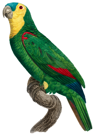 Blue-Fronted Amazon Parrot, Amazona aestiva from Natural History of Parrots (1801—1805) by Francois Levaillant.