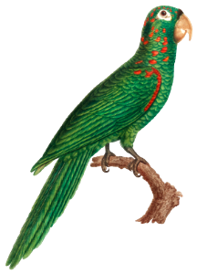 The Red-Spectacled Amazon, Amazona pretrei from Natural History of Parrots (1801—1805) by Francois Levaillant.