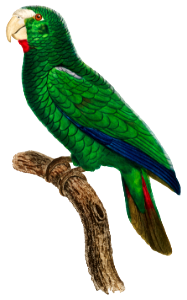 The Cuban Amazon, Amazona leucocephala, male from Natural History of Parrots (1801—1805) by Francois Levaillant.