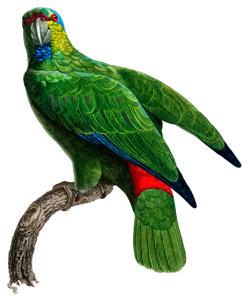 The Festive Amazon, Amazona festiva from Natural History of Parrots (1801—1805) by Francois Levaillant.