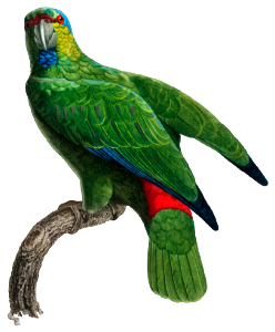 The Festive Amazon, Amazona festiva from Natural History of Parrots (1801—1805) by Francois Levaillant.