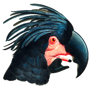 The Great Black Cockatoo, Probosciger aterrimus from Natural History of Parrots (1801—1805) by Francois Levaillant.