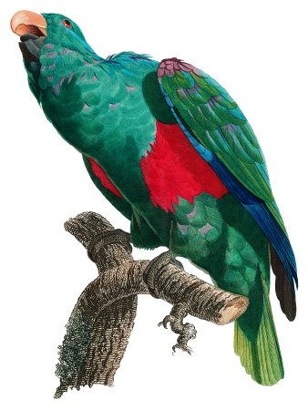 The Eclectus Parrot, Eclectus roratus from Natural History of Parrots (1801—1805) by Francois Levaillant.