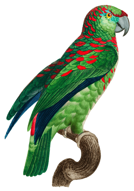 The Turquoise-Fronted Amazon (Amazona aestiva) from Natural History of Parrots (1801—1805) by Francois Levaillant.