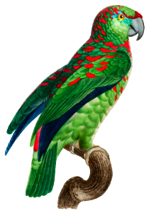 The Turquoise-Fronted Amazon (Amazona aestiva) from Natural History of Parrots (1801—1805) by Francois Levaillant.