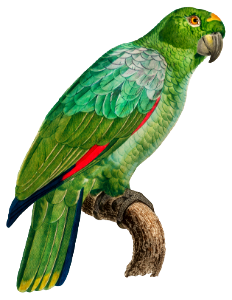 The Southern Mealy Amazon, Amazona farinosa from Natural History of Parrots (1801—1805) by Francois Levaillant.
