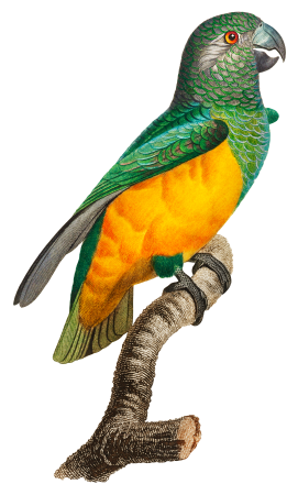 Senegal Parrot from Natural History of Parrots (1801—1805) by Francois Levaillant.