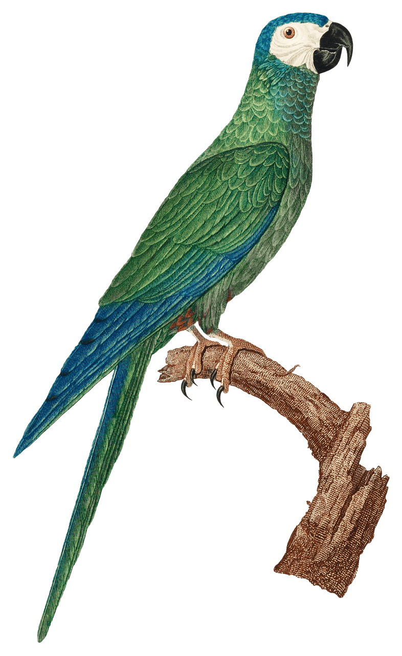 The Red-Bellied Macaws (Orthopsittaca manilatus) from Natural History of Parrots (1801—1805) by Francois Levaillant.