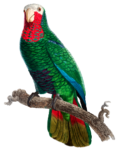 The Cuban Amazon (Amazona leucocephala) from Natural History of Parrots (1801—1805) by Francois Levaillant.