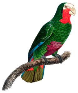 The Cuban Amazon, Amazona leucocephala from Natural History of Parrots (1801—1805) by Francois Levaillant.