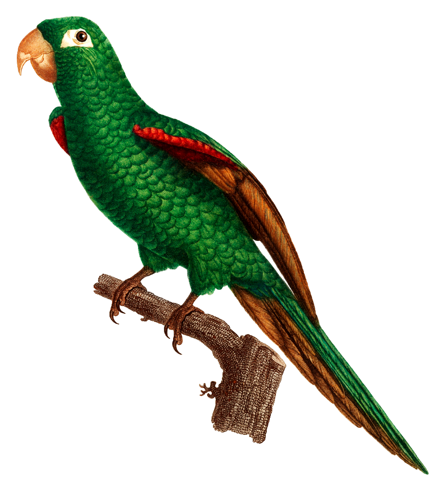 The Eclectus Parrot, Eclectus roratus from Natural History of Parrots (1801—1805) by Francois Levaillant.