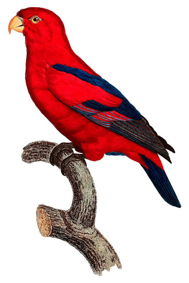 The Red Lory, Eos bornea from Natural History of Parrots (1801—1805) by Francois Levaillant.