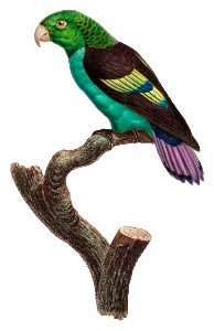 Black-winged Parakeet, Hapalopsittaca melanotis from Natural History of Parrots (1801—1805) by Francois Levaillant.