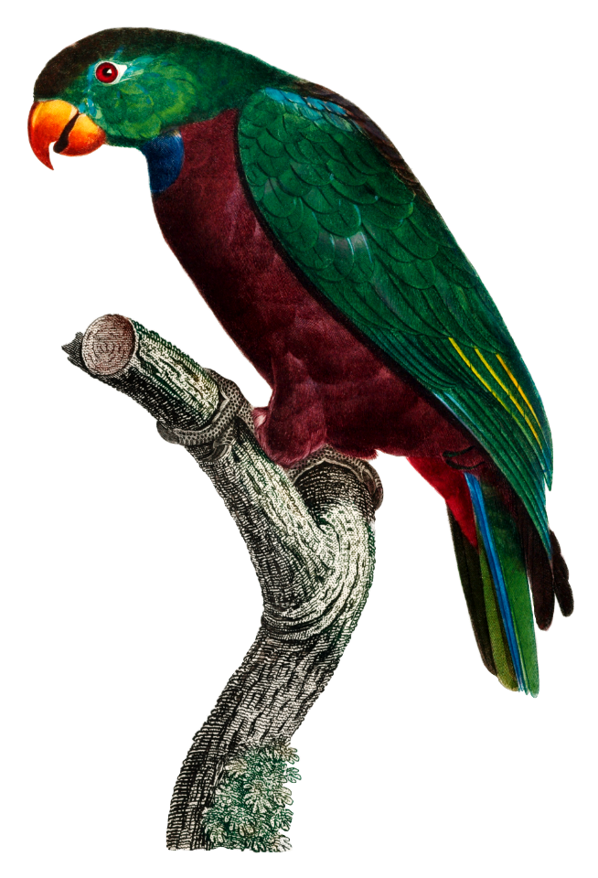 The Red-Billed Parrot, Pionus sordidus from Natural History of Parrots (1801—1805) by Francois Levaillant.