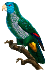 The Saint Lucia amazon, Amazona versicolor from Natural History of Parrots (1801—1805) by Francois Levaillant.