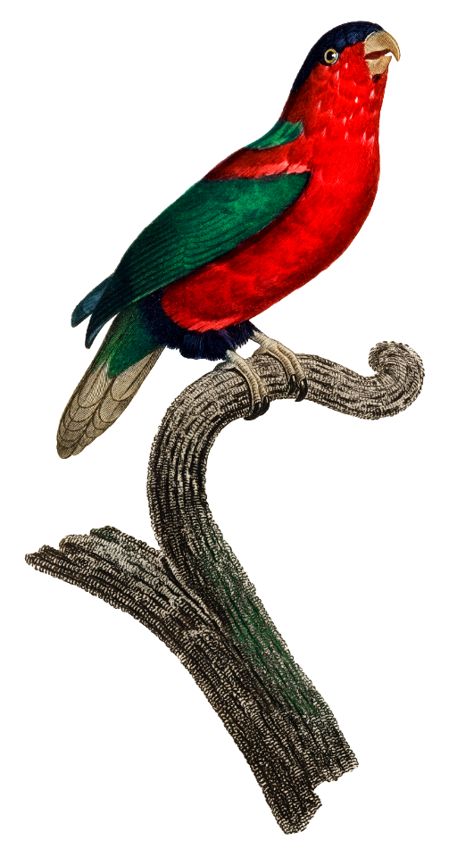 The Phigy Parrot, Psittacus phigy from Natural History of Parrots (1801—1805) by Francois Levaillant.