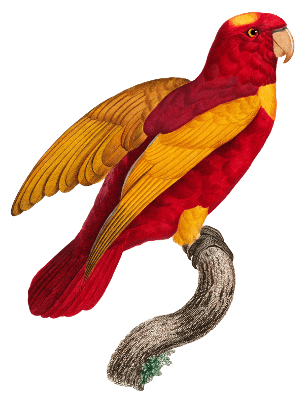 Red-and-Gold Lory, Lorius rex from Natural History of Parrots (1801—1805) by Francois Levaillant.