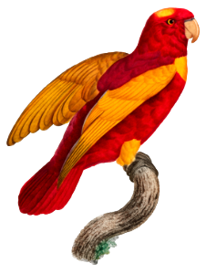 Red-and-Gold Lory, Lorius rex from Natural History of Parrots (1801—1805) by Francois Levaillant.