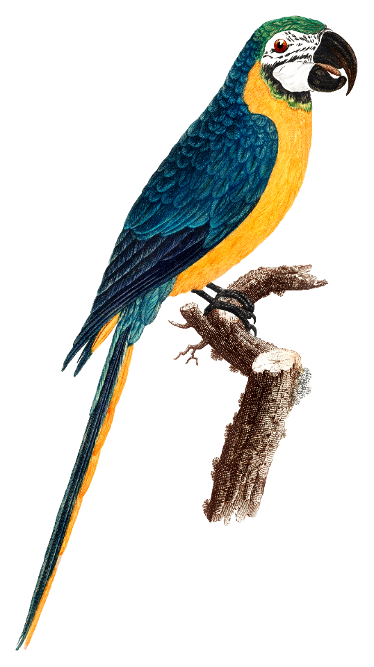 Blue-and-Yellow Macaw, Ara ararauna from Natural History of Parrots (1801—1805) by Francois Levaillant.