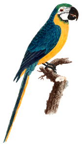 Blue-and-Yellow Macaw, Ara ararauna from Natural History of Parrots (1801—1805) by Francois Levaillant.