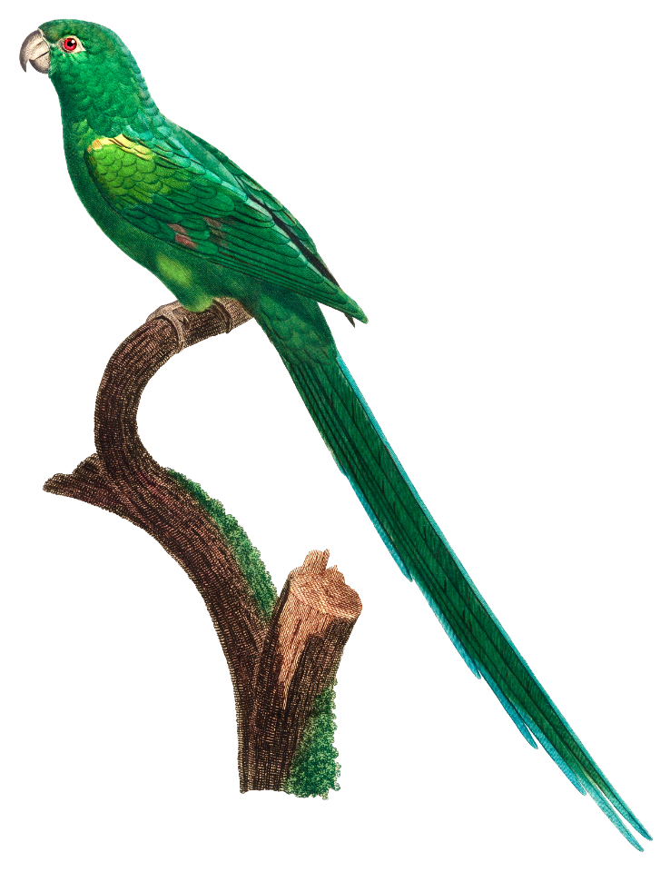 The Long-Tailed Parakeet, Psittacula longicauda from Natural History of Parrots (1801—1805) by Francois Levaillant.