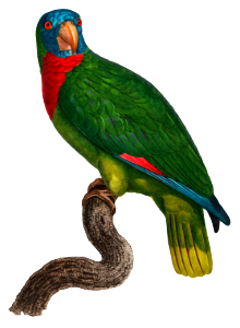 The Red-Necked Amazon, Amazona arausiaca from Natural History of Parrots (1801—1805) by Francois Levaillant.
