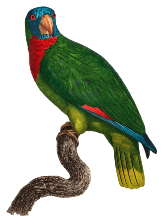 The Red-Necked Amazon, Amazona arausiaca from Natural History of Parrots (1801—1805) by Francois Levaillant.