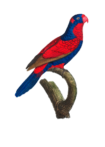 The red-and-blue lory, Eos histrio from Natural History of Parrots (1801—1805) by Francois Levaillant.