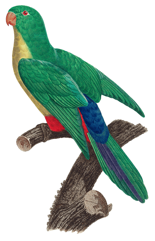 Crossbreed between rose-ringed parakeet and blue-rumped parrot, female from Natural History of Parrots (1801—1805) by Francois Levaillant.