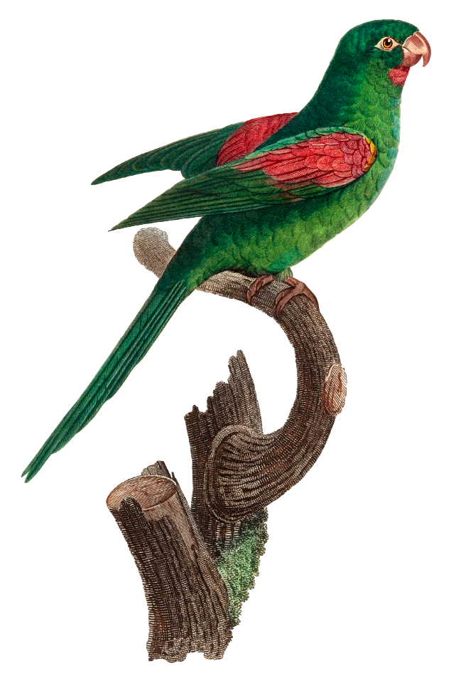 The Red-Throated Parakeet, Psittacara rubritorquis from Natural History of Parrots (1801—1805) by Francois Levaillant.