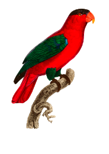 The Purple-Naped Lory, Lorius domicella from Natural History of Parrots (1801—1805) by Francois Levaillant.