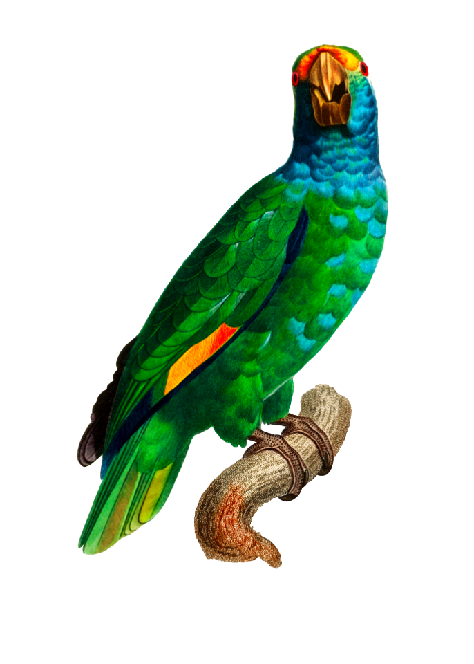 The Blue-Cheeked Amazon, Amazona dufresniana from Natural History of Parrots (1801—1805) by Francois Levaillant.