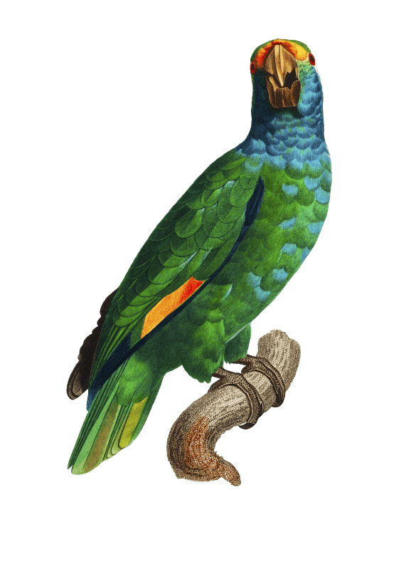 The Blue-Cheeked Amazon, Amazona dufresniana from Natural History of Parrots (1801—1805) by Francois Levaillant.