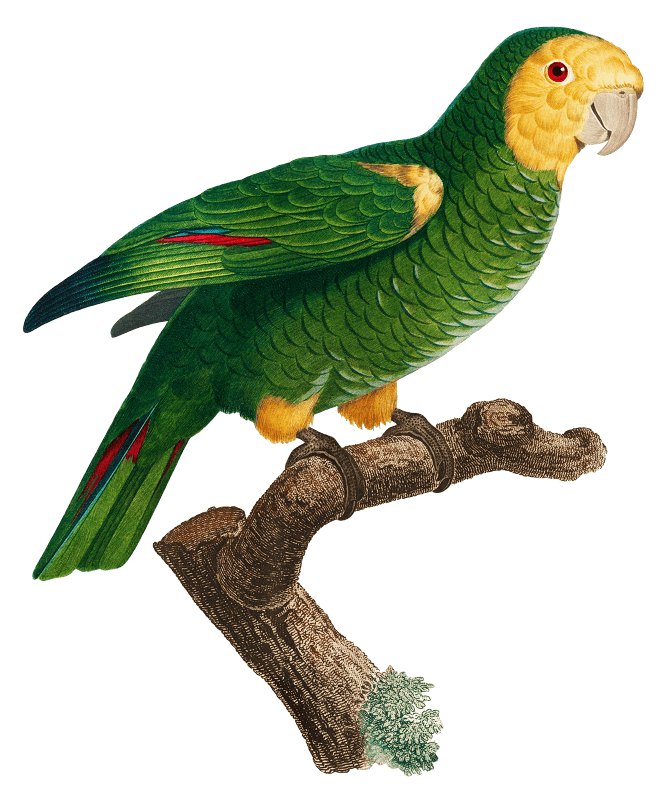 The Yellow-Shouldered Amazon, Amazona barbadensis from Natural History of Parrots (1801—1805) by Francois Levaillant.