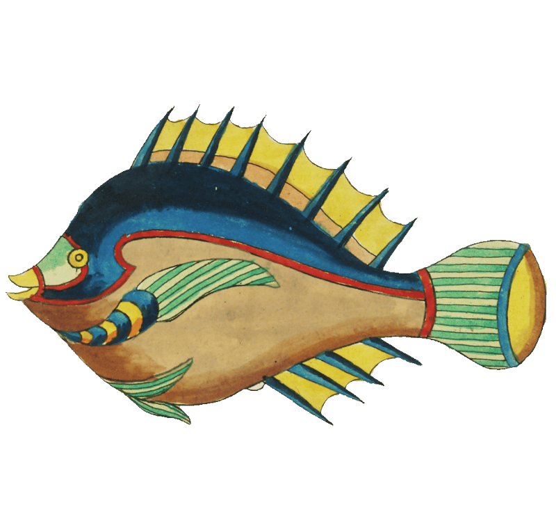 Colourful and surreal illustrations of fishes found in Moluccas (Indonesia) and the East Indies by Louis Renard (1678 -1746) from Histoire naturelle des plus rares curiositez de la mer des Indes (1754).