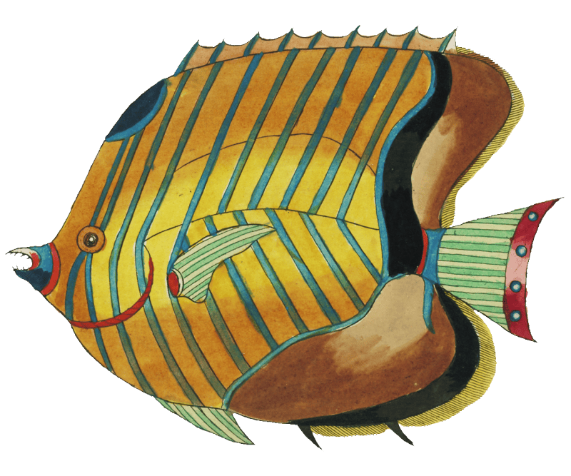 Colourful and surreal illustrations of fishes found in Moluccas (Indonesia) and the East Indies by Louis Renard (1678 -1746) from Histoire naturelle des plus rares curiositez de la mer des Indes (1754).