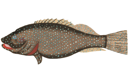 Colourful and surreal illustrations of fishes found in Moluccas (Indonesia) and the East Indies by Louis Renard (1678 -1746) from Histoire naturelle des plus rares curiositez de la mer des Indes (1754).