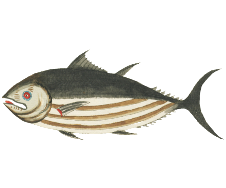 Colourful and surreal illustrations of fishes found in Moluccas (Indonesia) and the East Indies by Louis Renard (1678 -1746) from Histoire naturelle des plus rares curiositez de la mer des Indes (1754).