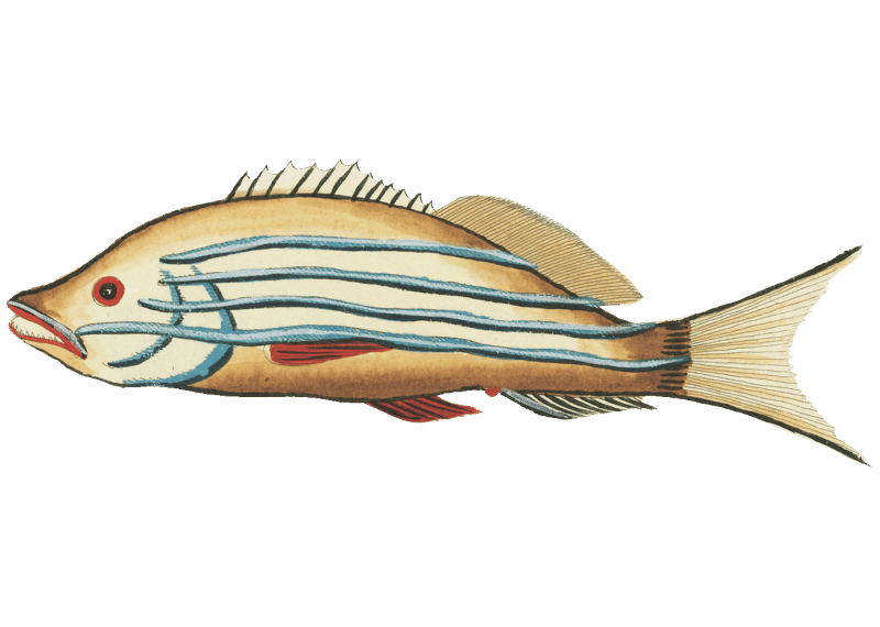 Colourful and surreal illustrations of fishes found in Moluccas (Indonesia) and the East Indies by Louis Renard (1678 -1746) from Histoire naturelle des plus rares curiositez de la mer des Indes (1754).