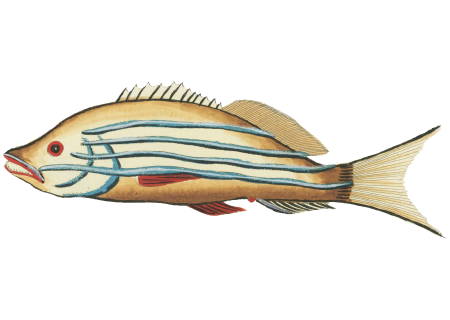 Colourful and surreal illustrations of fishes found in Moluccas (Indonesia) and the East Indies by Louis Renard (1678 -1746) from Histoire naturelle des plus rares curiositez de la mer des Indes (1754).