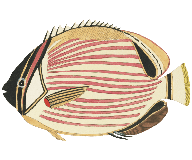 Colourful and surreal illustrations of fishes found in Moluccas (Indonesia) and the East Indies by Louis Renard (1678 -1746) from Histoire naturelle des plus rares curiositez de la mer des Indes (1754).